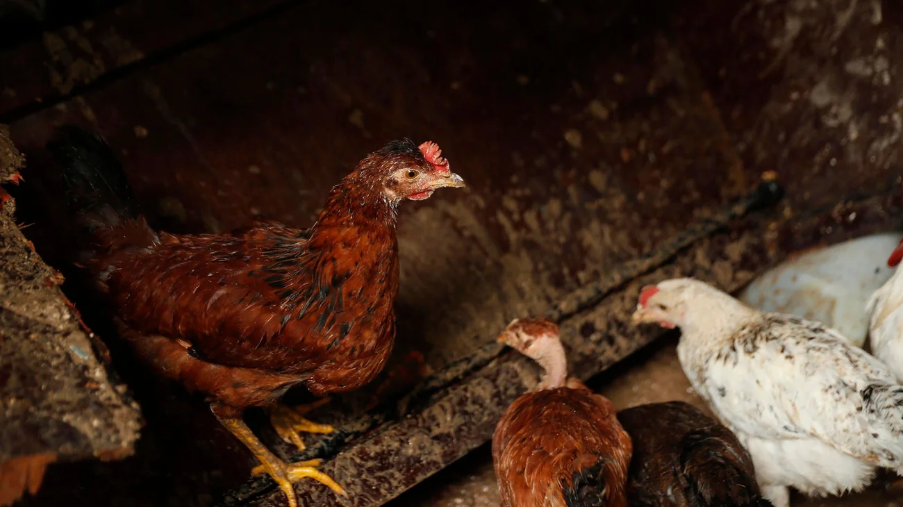 Rentan gallinas ante cambios en el precio del huevo en EUA