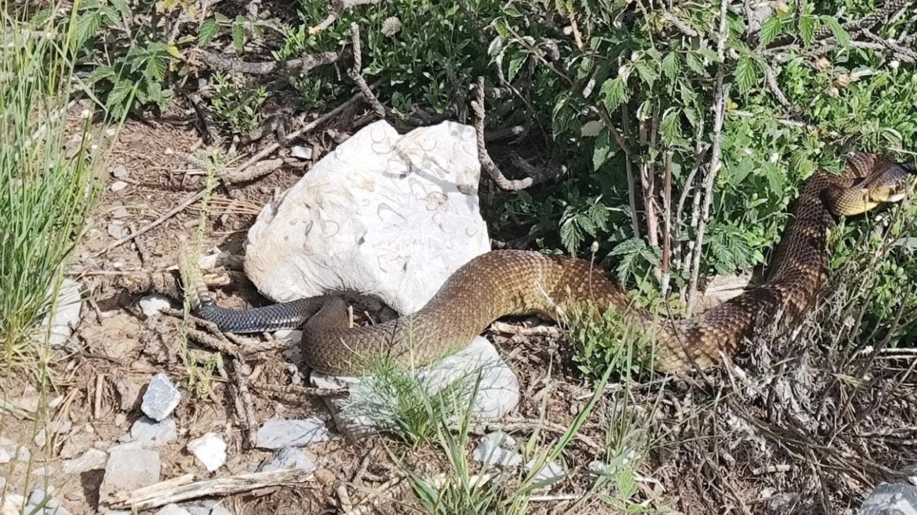 Reportan picaduras de animales en la sierra de Arteaga