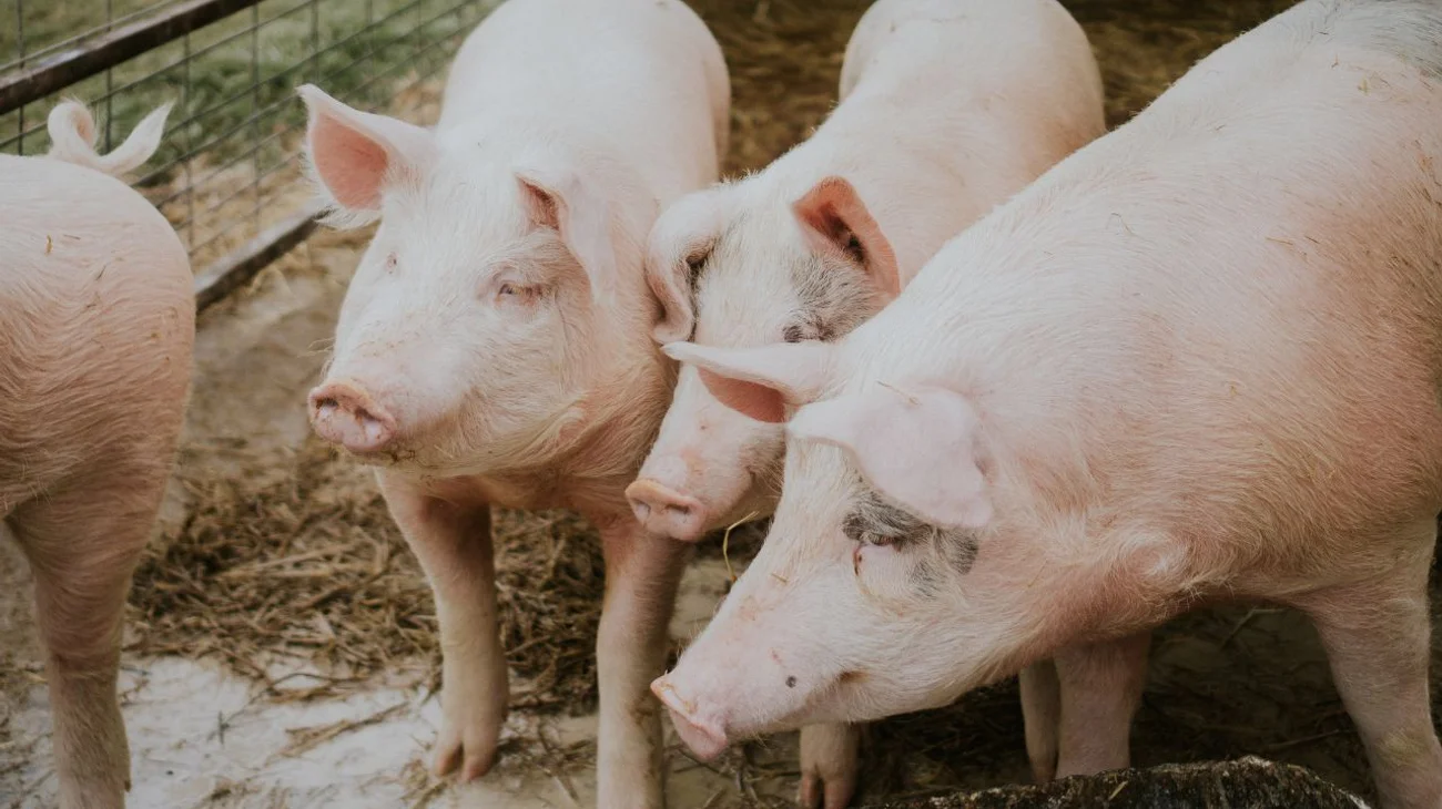 Reportan primer caso de H5N1 en cerdo en Estados Unidos