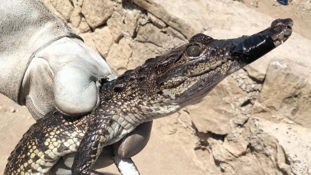 Rescata Protección Civil cría de cocodrilo en Linares