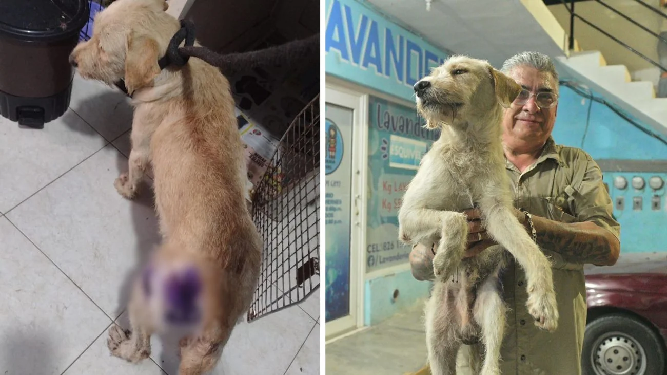 Rescatan a Greñas, perro maltratado en Montemorelos, NL