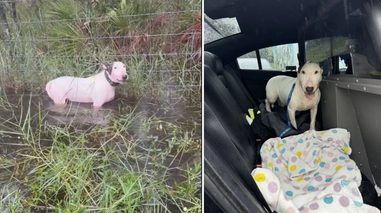 Rescatan a perro atado antes del impacto del huracán Milton