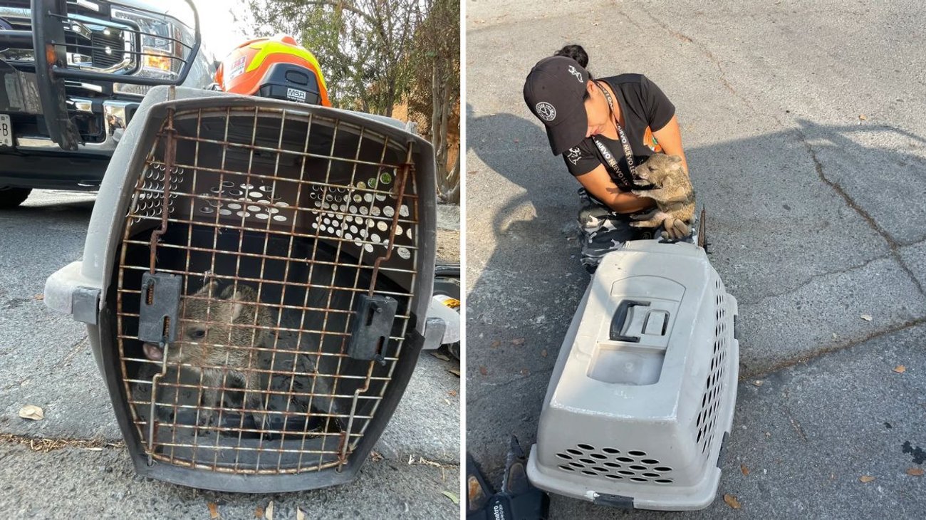 rescatan_bebe_pecari_dcab3be907