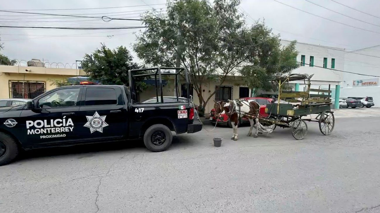 Rescatan a caballo tras presunto maltrato en Monterrey