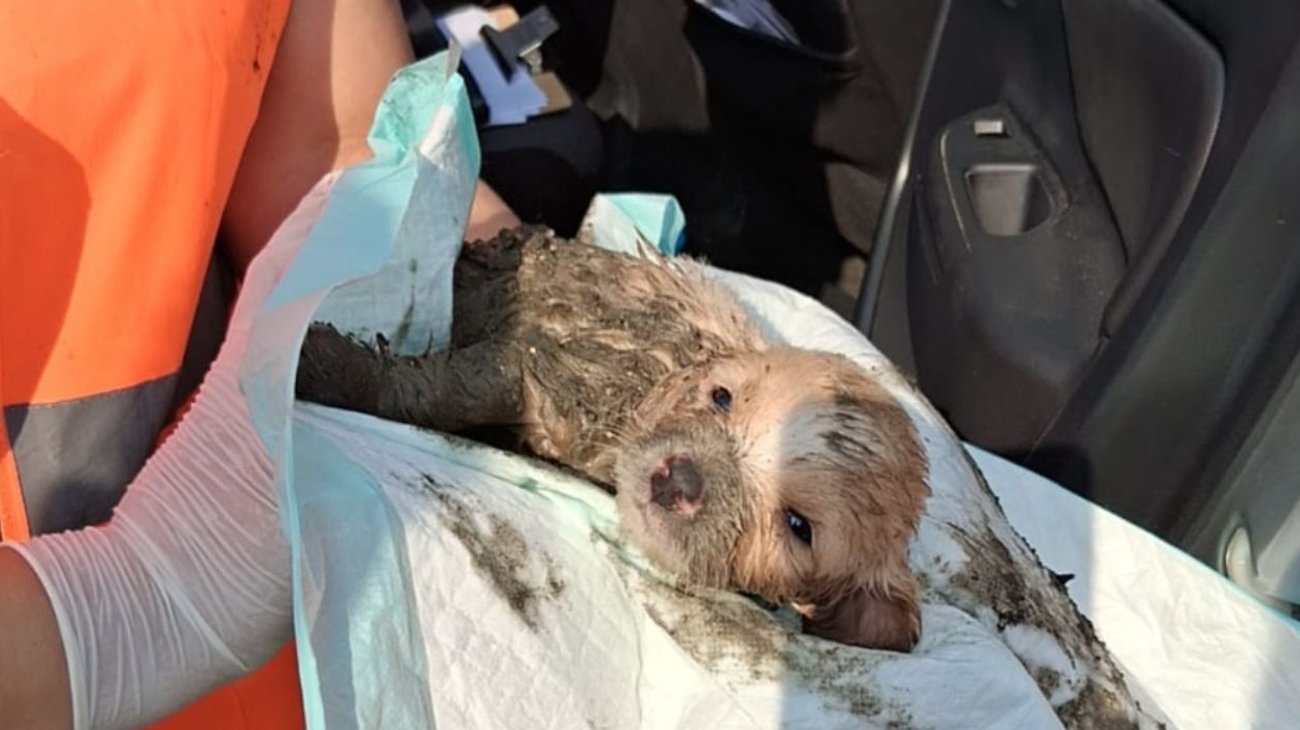 Salvan a cachorro atrapado en tubería de drenaje en Juárez
