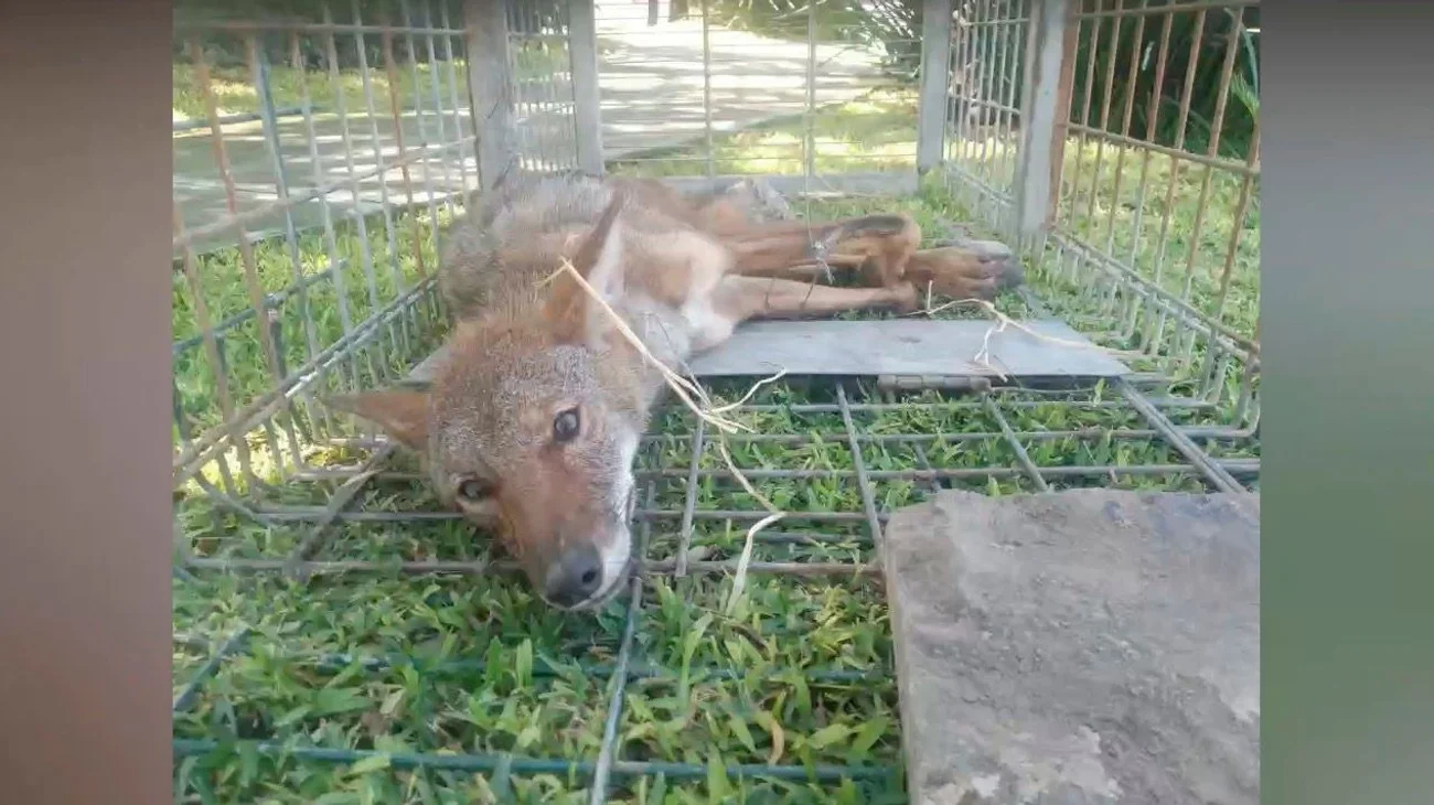 Rescatan a coyote lesionado afuera de casa en San Pedo
