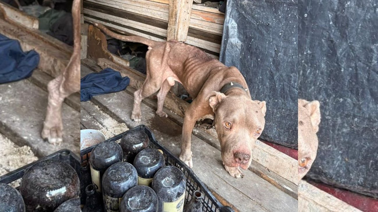 rescatan_dos_perros_de_maltrato_santa_catarina_86be89425a