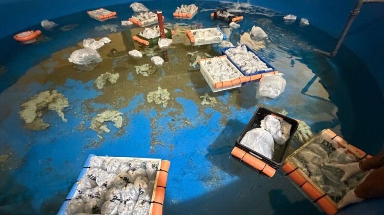 rescatan_mas_700_animales_exoticos_traficados_argentina_cf7aec9e88