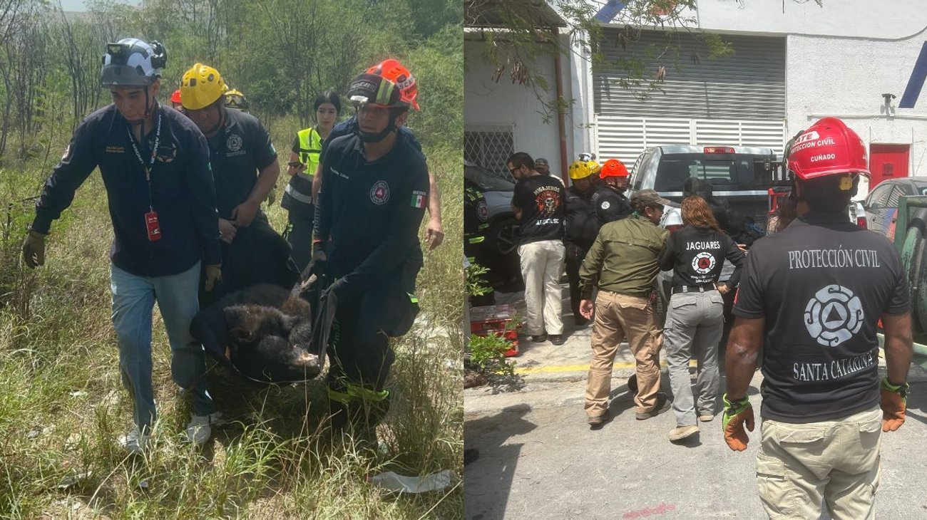 Rescatan a oso tras recorrer varias zonas de Santa Catarina