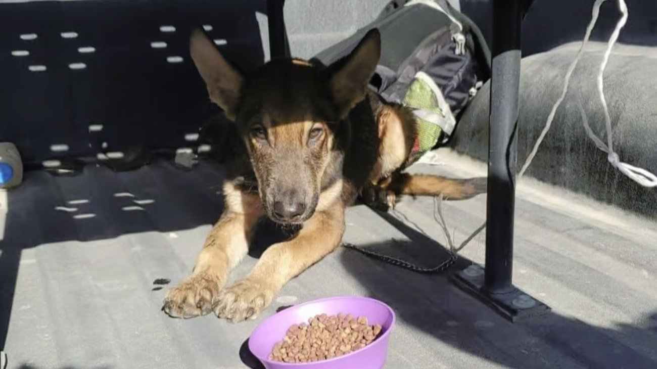 Bomberos resucitan a perro tras fallecer en incendio