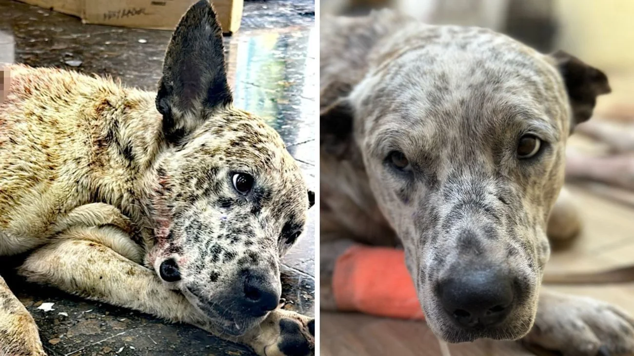 Mujer agrede a perrito con un machete en Hualahuises, NL