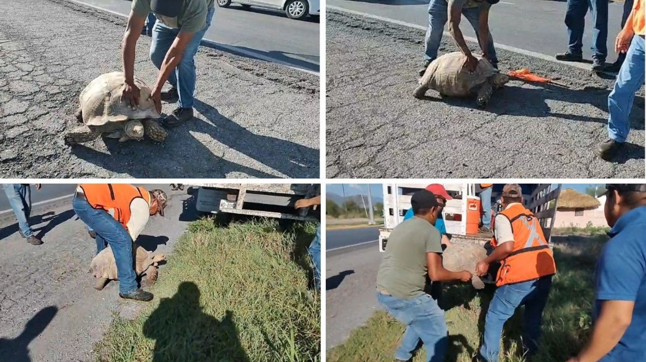 Rescatan tortuga gigante en vialidad de Ciudad Victoria