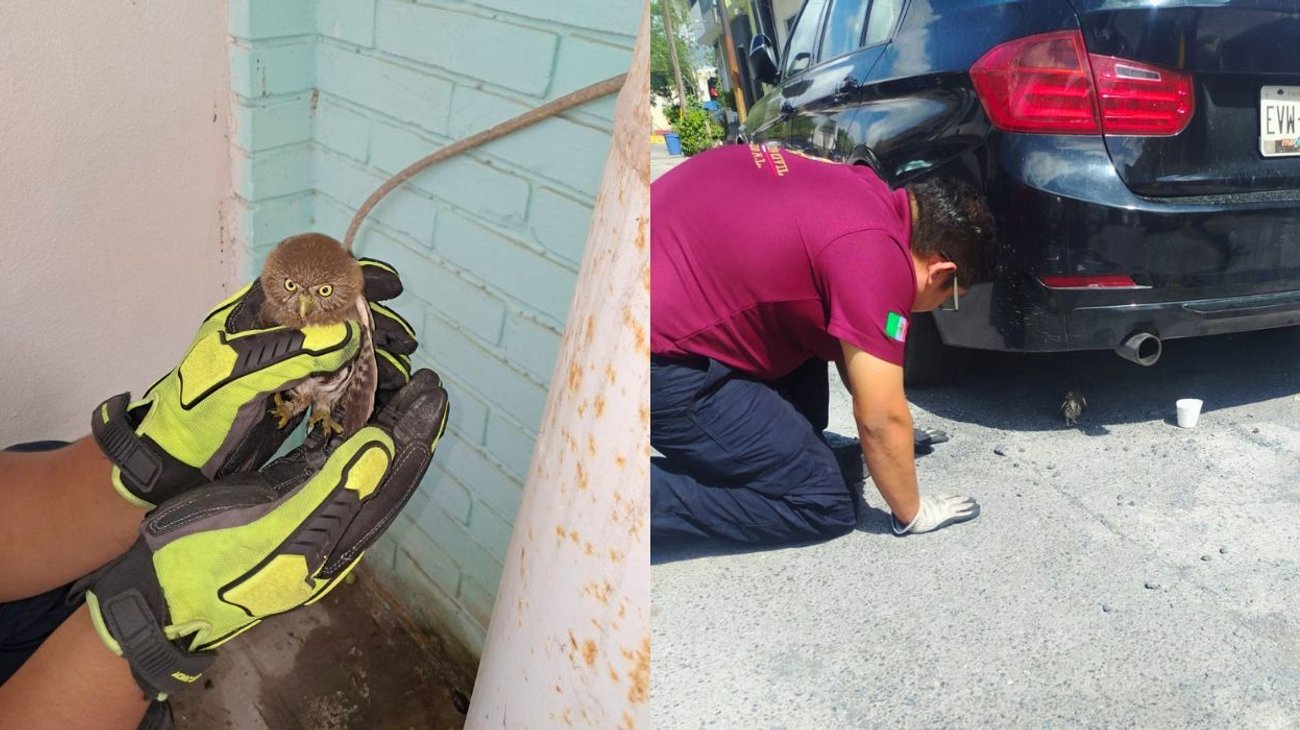Protección Civil rescata a dos búhos en Escobedo