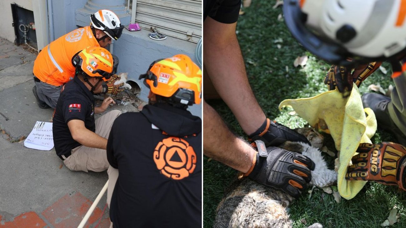 Rescata Protección Civil estatal a dos gatos atrapados 