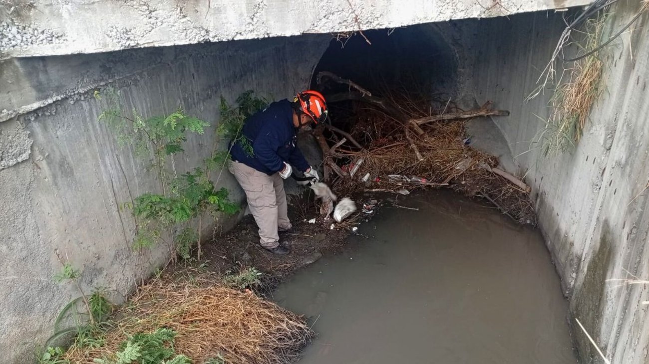 Rescatan a perrito atrapado en canalón de Guadalupe