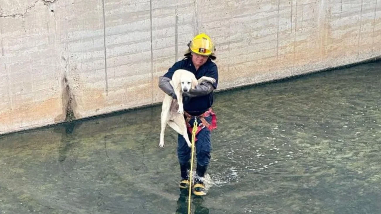 Rescatan a perrito atrapado en cortina de lago en Nuevo Laredo