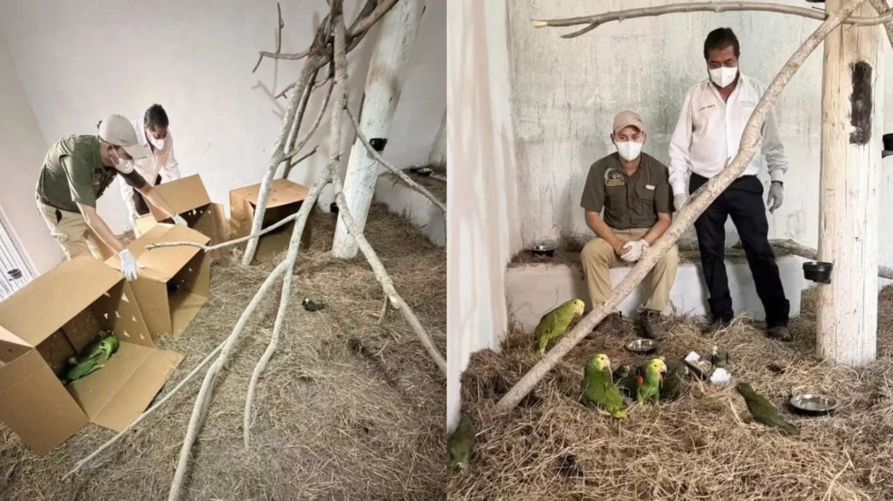 Repatrian 26 loros mexicanos; resguardan en Ecopark Matamoros