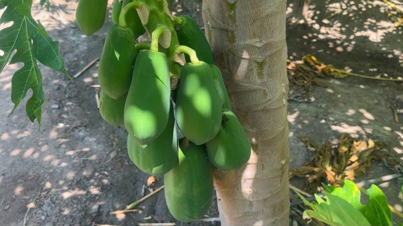 Advierten riesgo por sembrar papaya cerca de huertos de cítricos