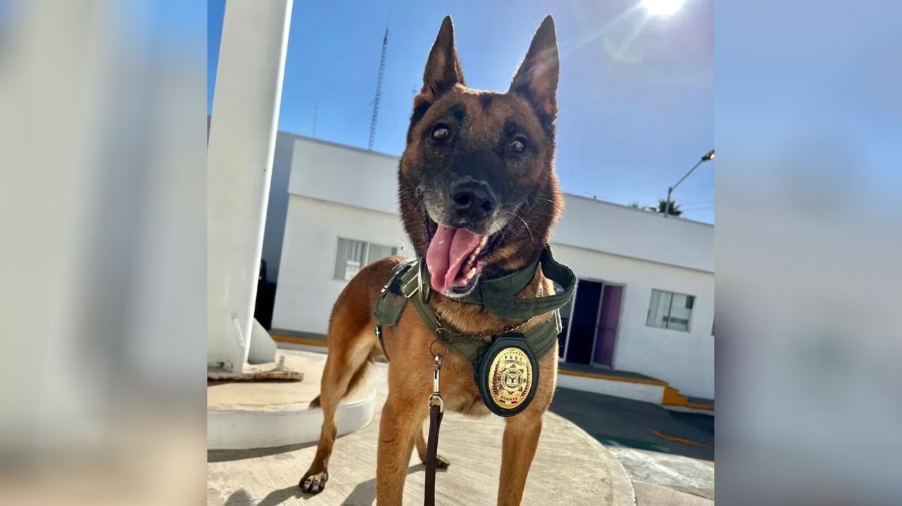 Rinde FESC tributo a agente canino de Baja California