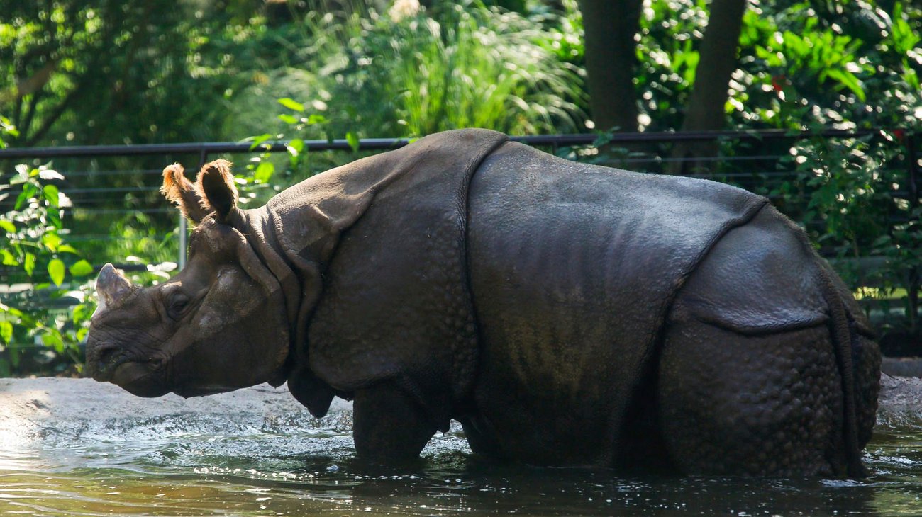 Rinocerontes indios encuentran hogar en zoológico de México