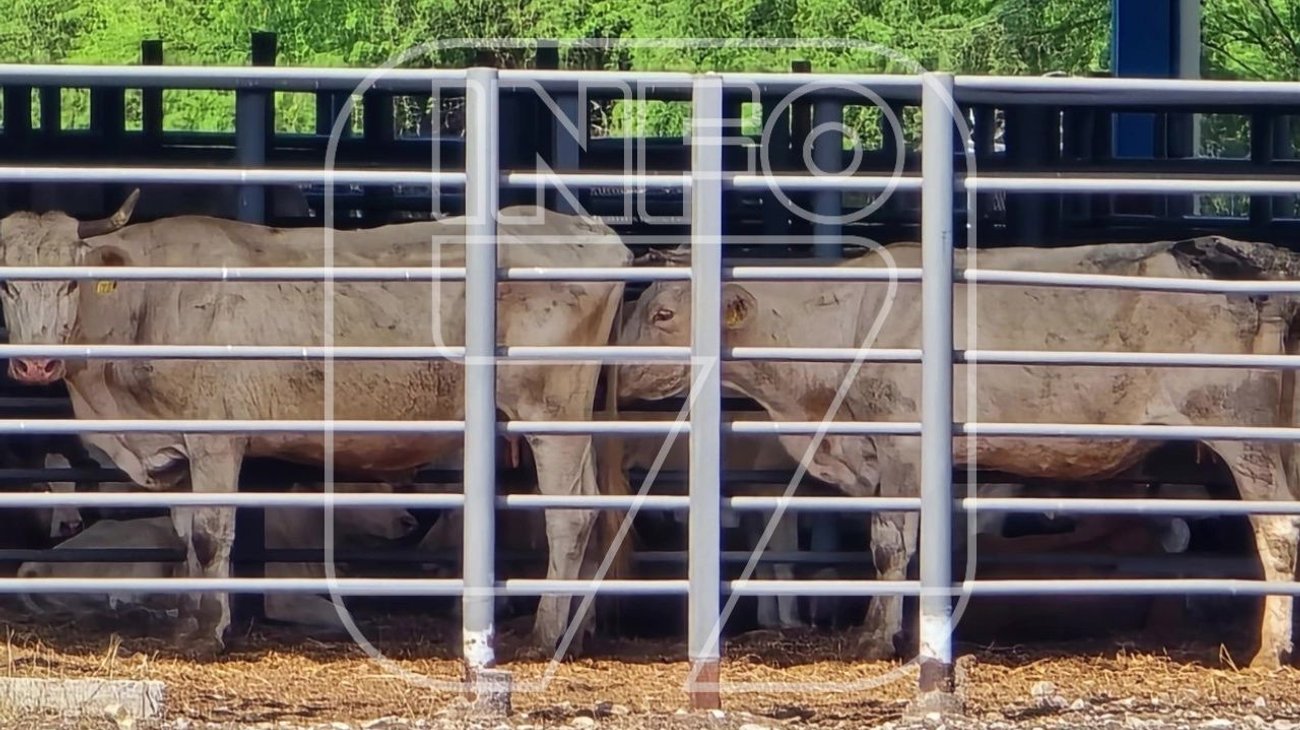 Se roban 46 vacas en un rancho de General Terán 