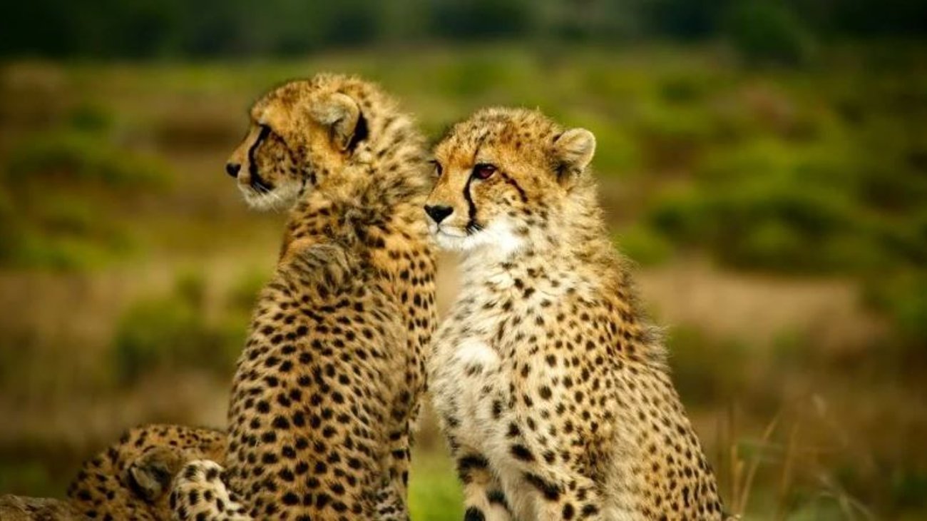 ONU amplía protección a 40 especies, incluido el guepardo