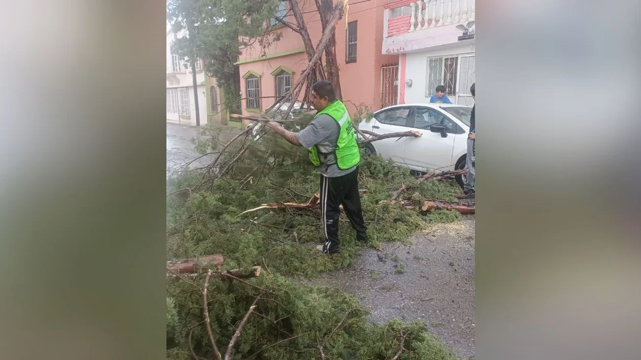 saltillo_arboles_caidos_8915767b45