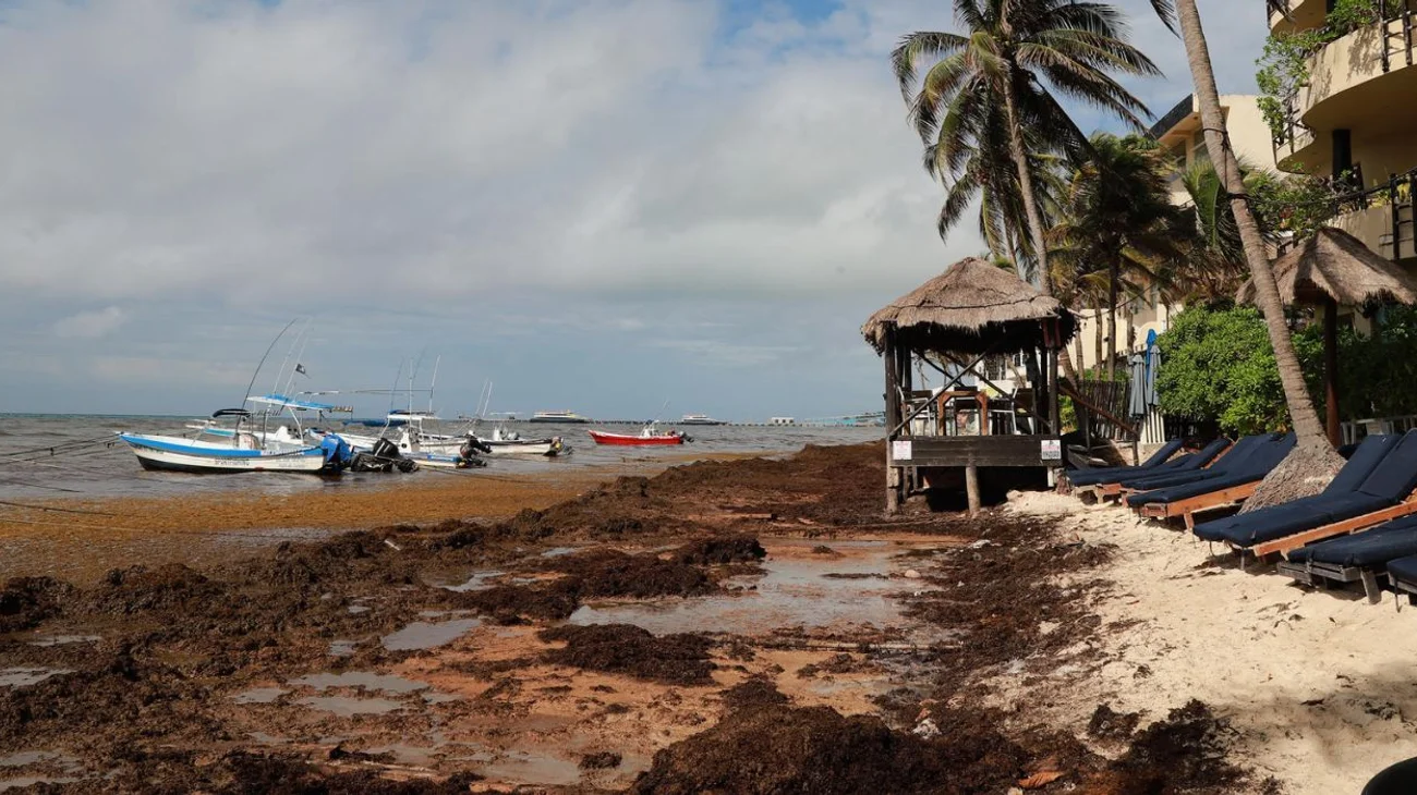 El sargazo amenaza la temporada turística en el Caribe mexicano