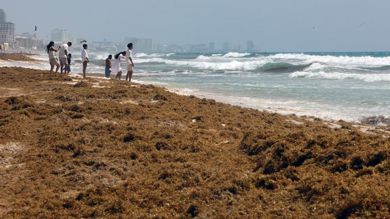 Planea Gobierno capturar la mayor parte del sargazo en el mar