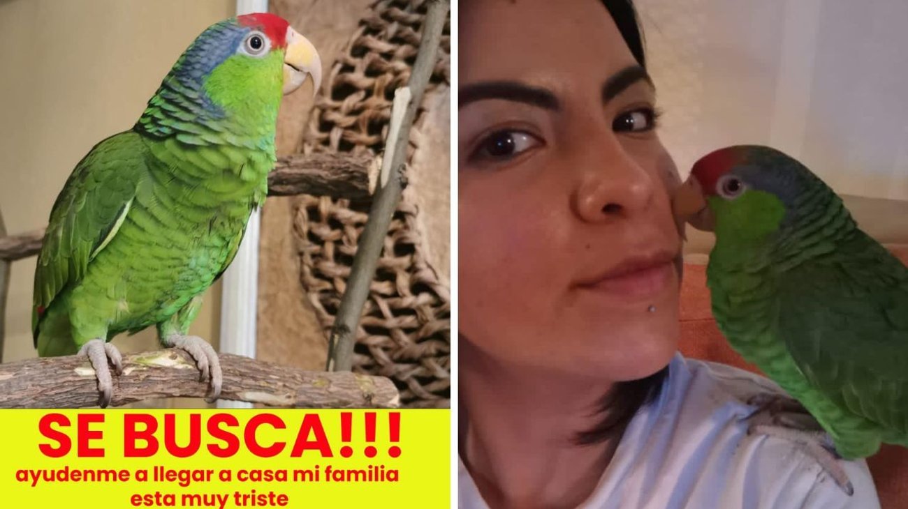 Ofrece recompensa de $10,000 por loro perdido en Apodaca