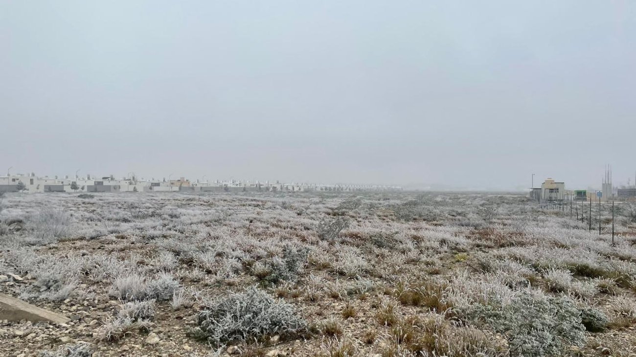 Se pinta de blanco vegetación desértica de la región sureste