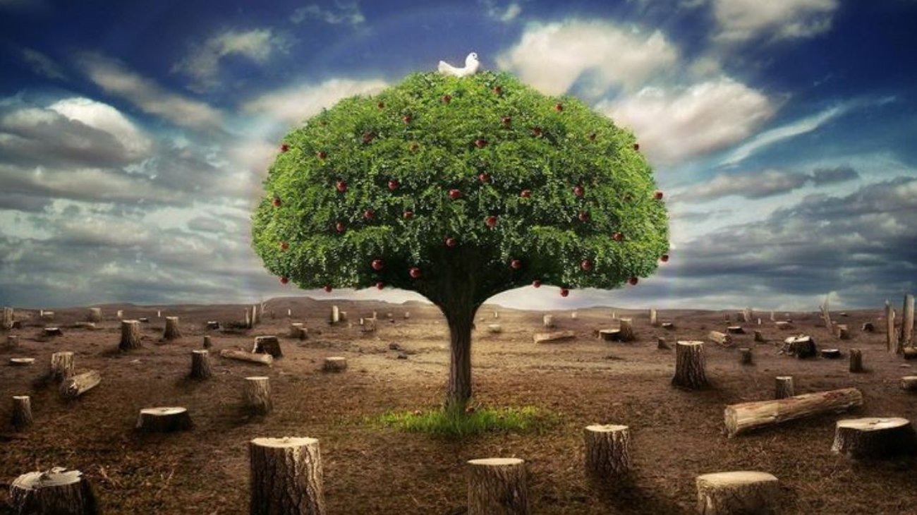 Sedema no autorizará tala de árboles por Six Flags México