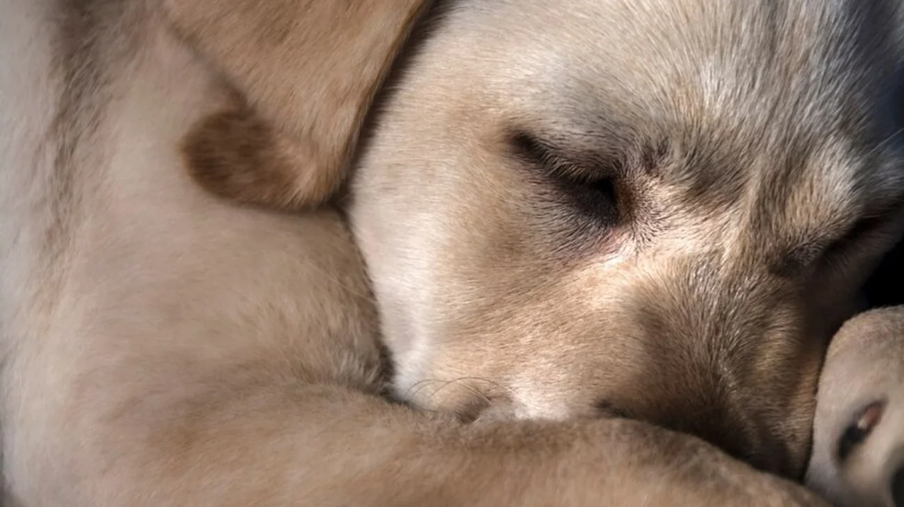 Senado aprueba reforma contra el maltrato animal