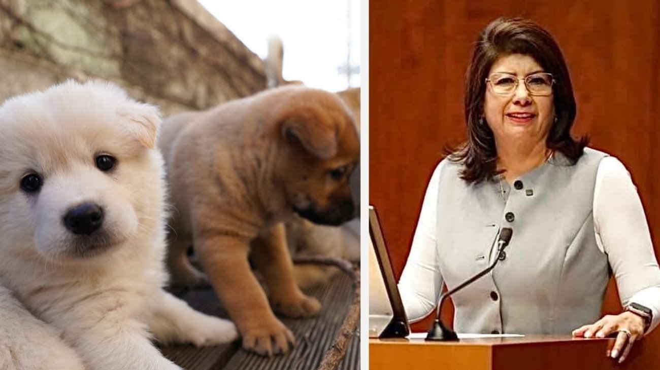 Senadora admite sacrificio de 10 mil perros callejeros