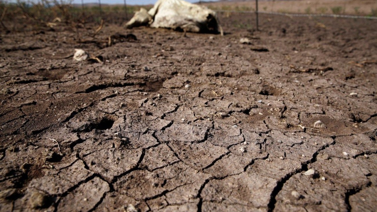 Coahuila prepara apoyos para ganaderos ante falta de lluvias