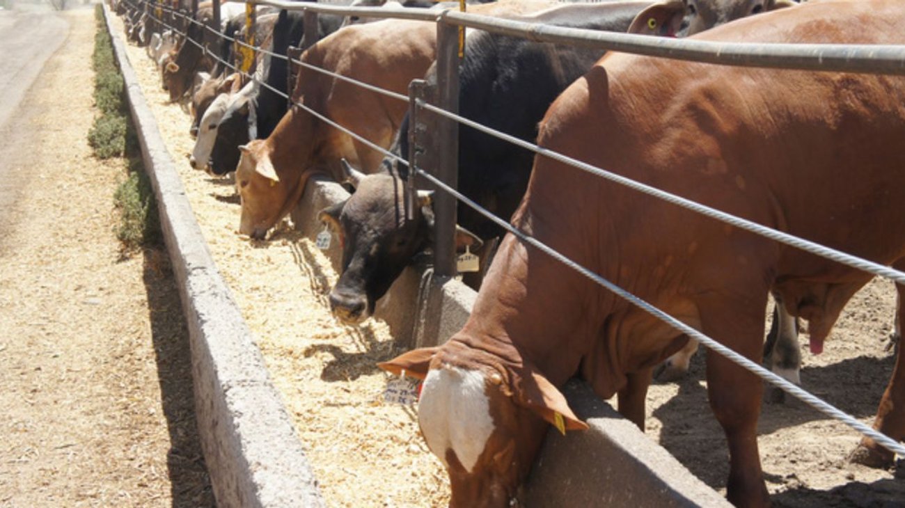 sequia_bloqueos_ahogan_ganaderos_coahuila_8b0f14c70e