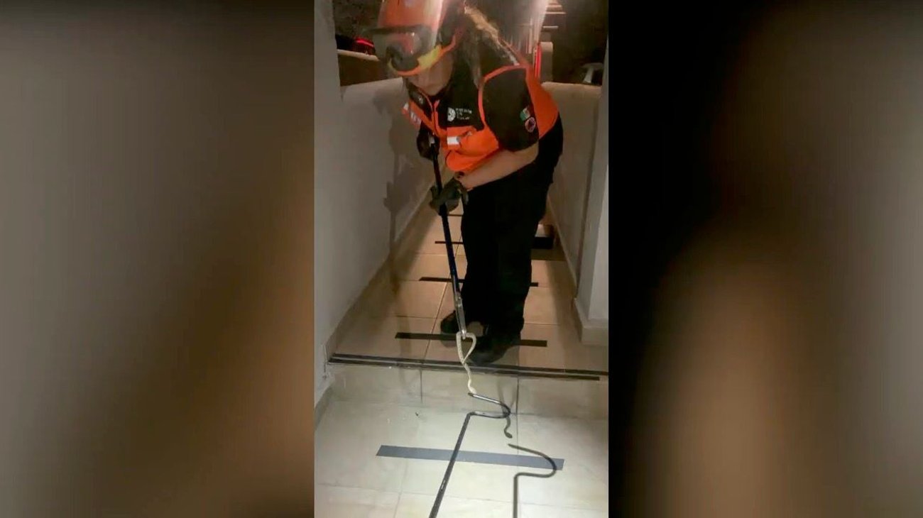 Rescatan serpiente de cascabel en colonia Satélite Acueducto