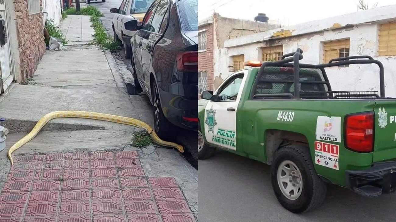 Serpiente moviliza a Policía Ambiental en centro de Saltillo
