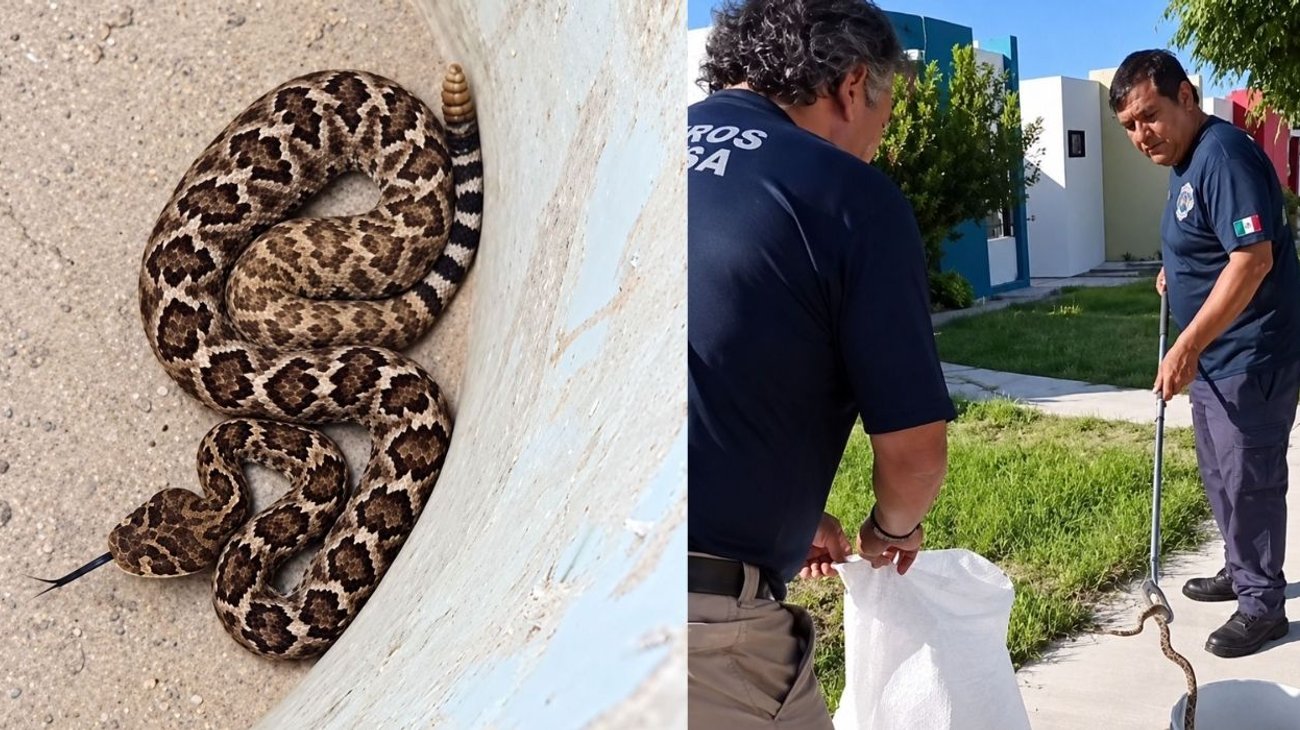 Aumentan avistamientos de serpientes en colonias de Reynosa