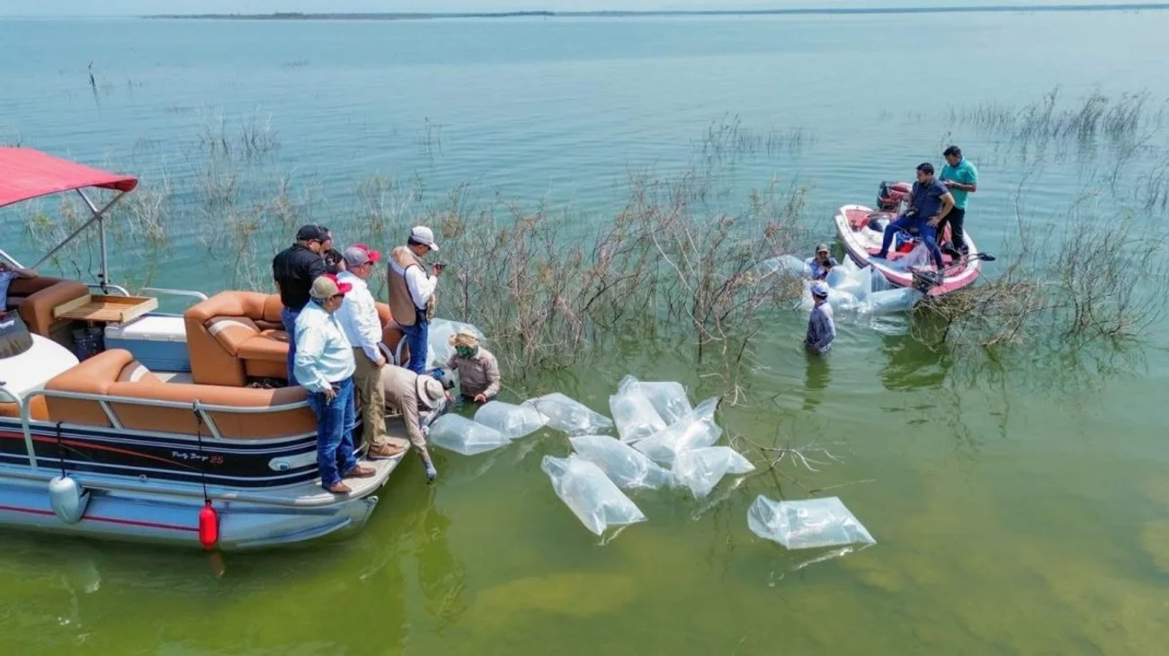 Liberan lobinas en presa Vicente Guerrero para la pesca deportiva