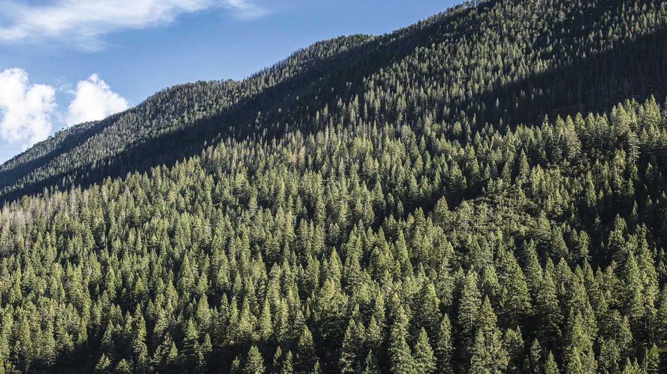 Arteaga será sede de la Jornada Nacional de Reforestación