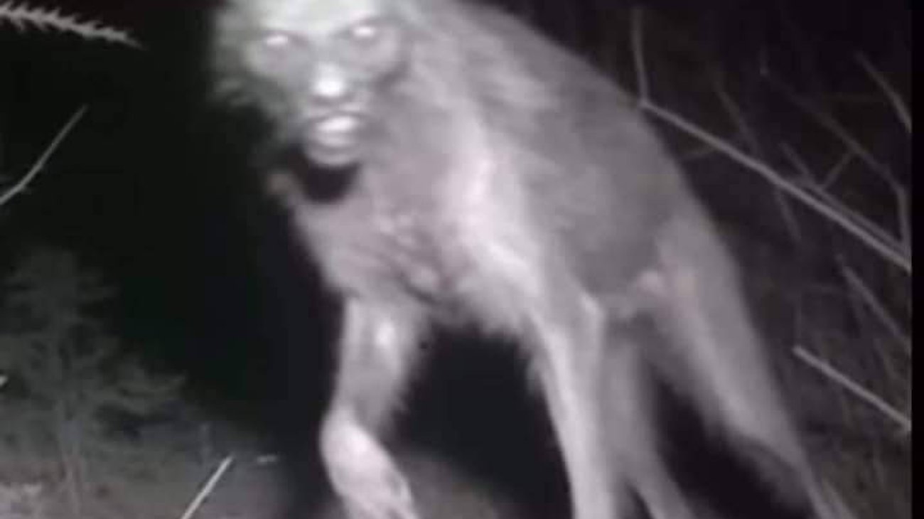 Misterio del supuesto nahual de Oaxaca: ¿Realidad o engaño?