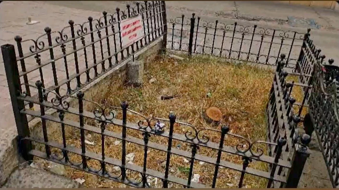 Talan árboles en Plaza de Armas y dañan el Paseo Capital