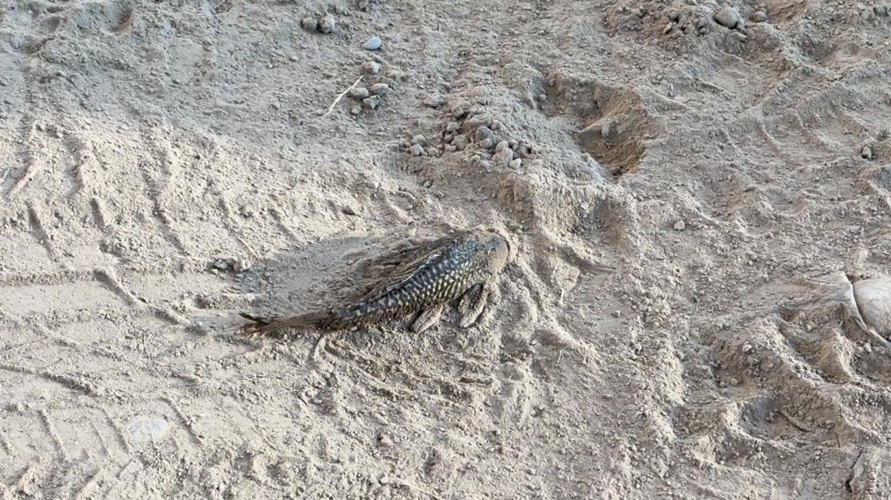 tamaulipas_peces_diablo_f6f9afdb13