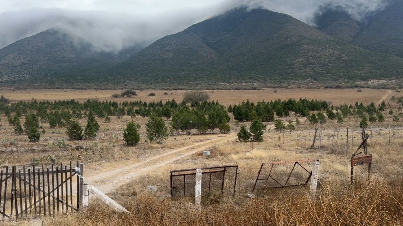 tamaulipas_pinos_navidad_a2423d7a24