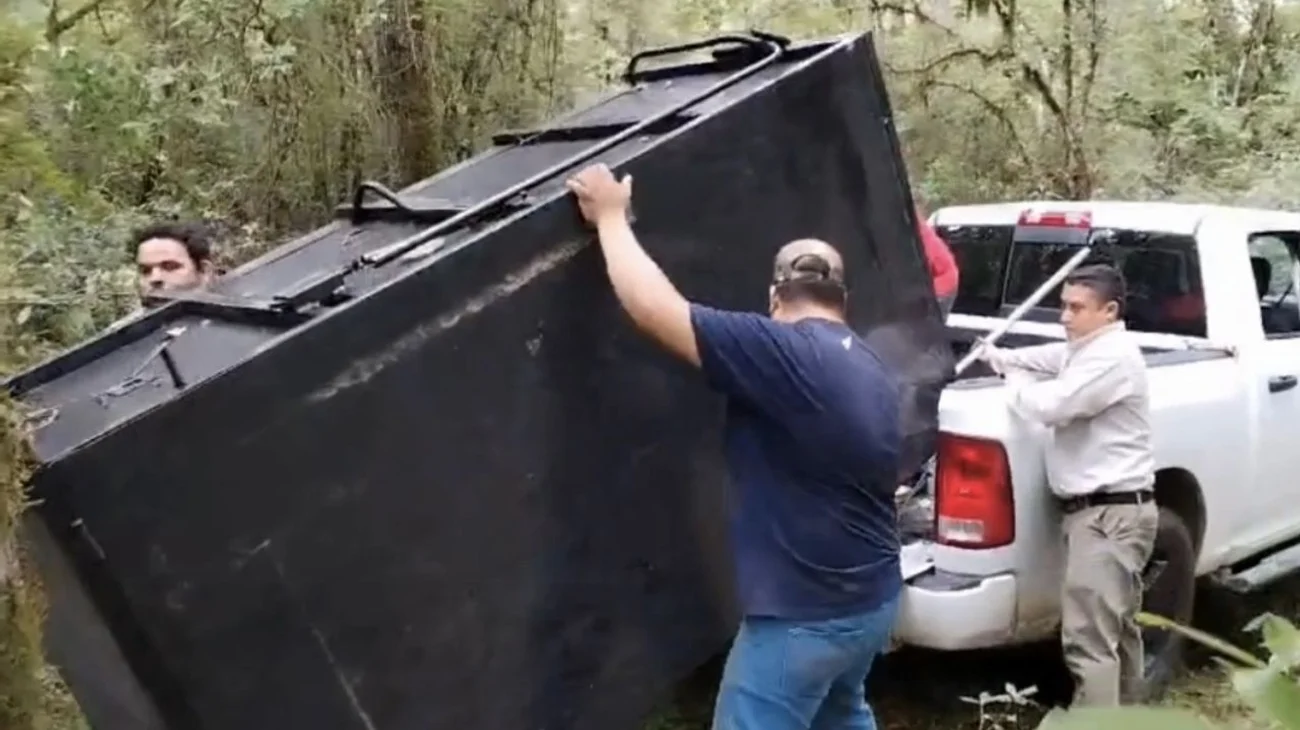 Tamaulipas vigila oso negro americano con jaulas y cámaras 