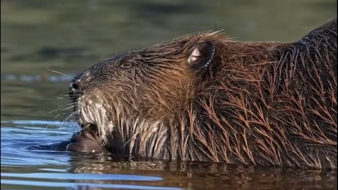 Habita castor americano en ríos regios; urgen a protegerlo