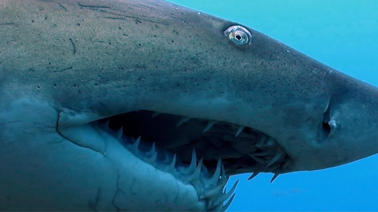 Mujer se toma foto con un tiburón y le corta las manos