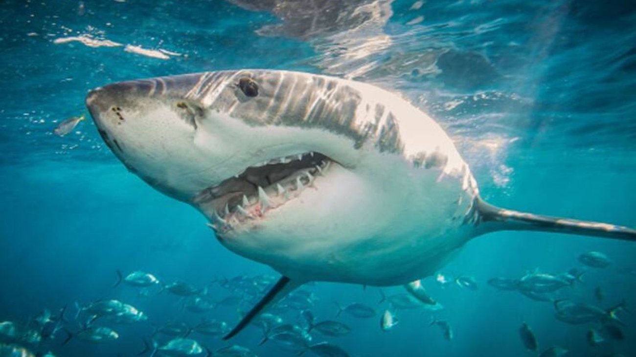 Hombre sufre ataque de tiburón en una playa de Australia
