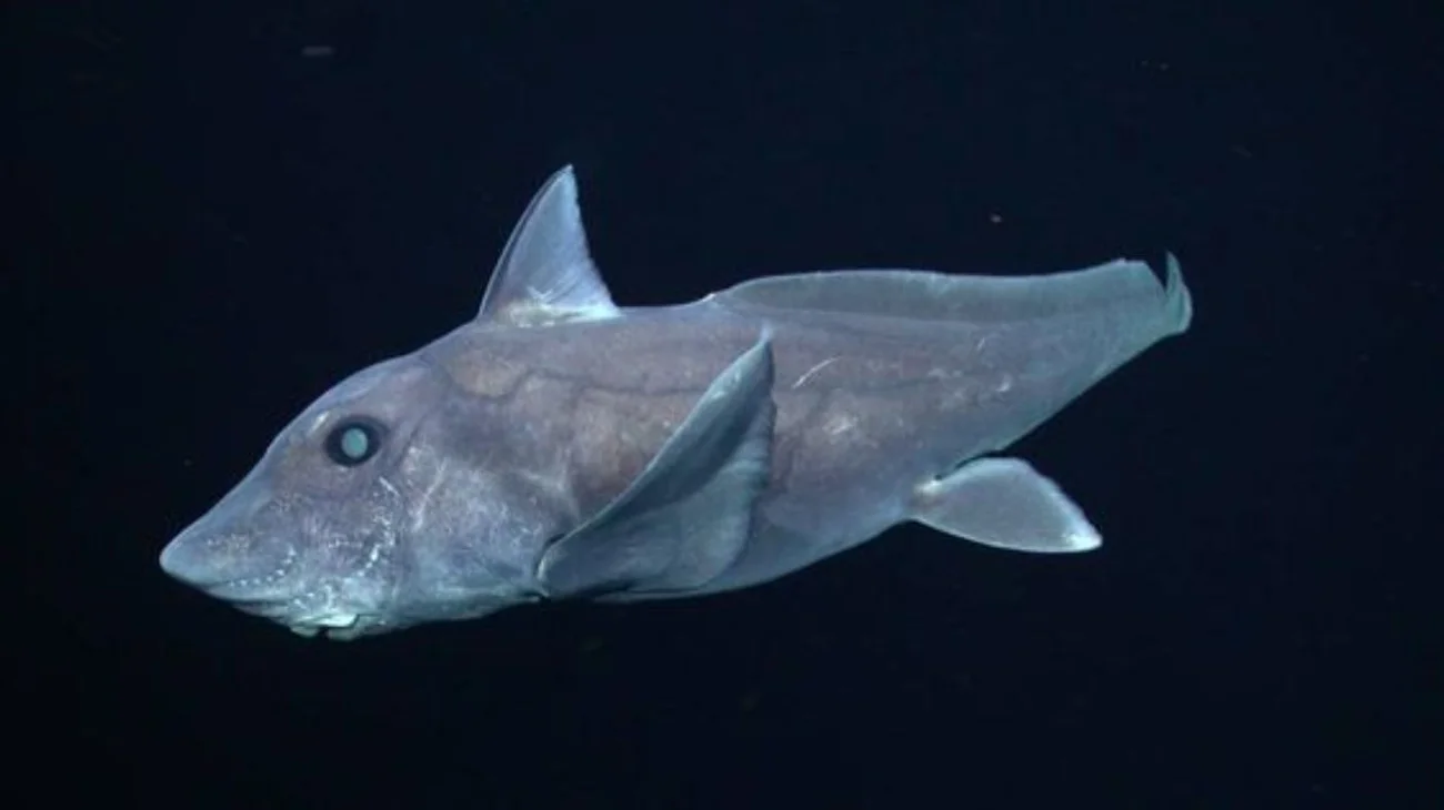 Descubren nueva especie de tiburón fantasma en Nueva Zelanda